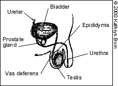 Testicular%20Cancer200.png